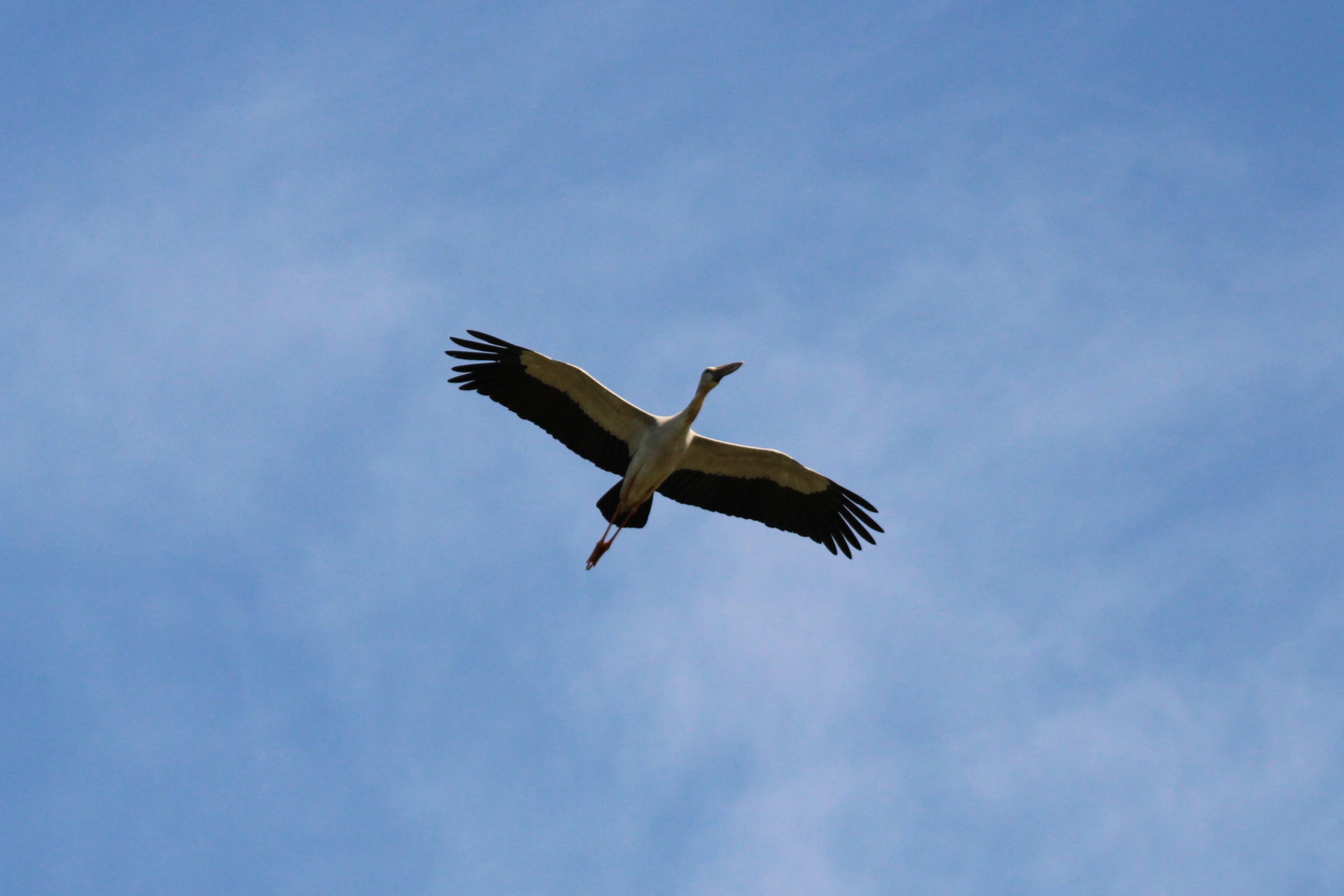 Asian Openbill soaring high, Palakkad, Kerala.