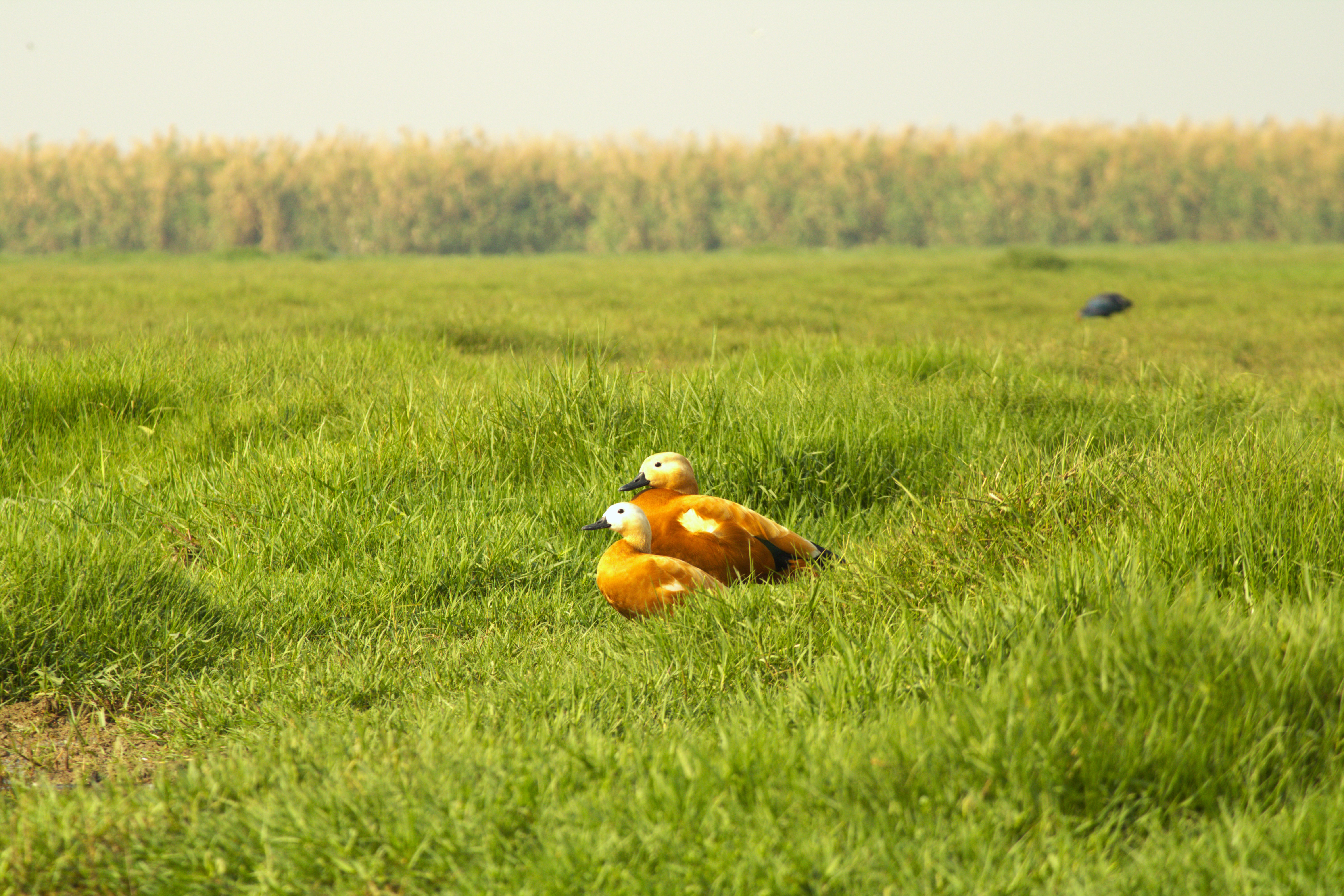 A nesting pair of Brahminy Shellducks, Mangalajodi, Odisha.
