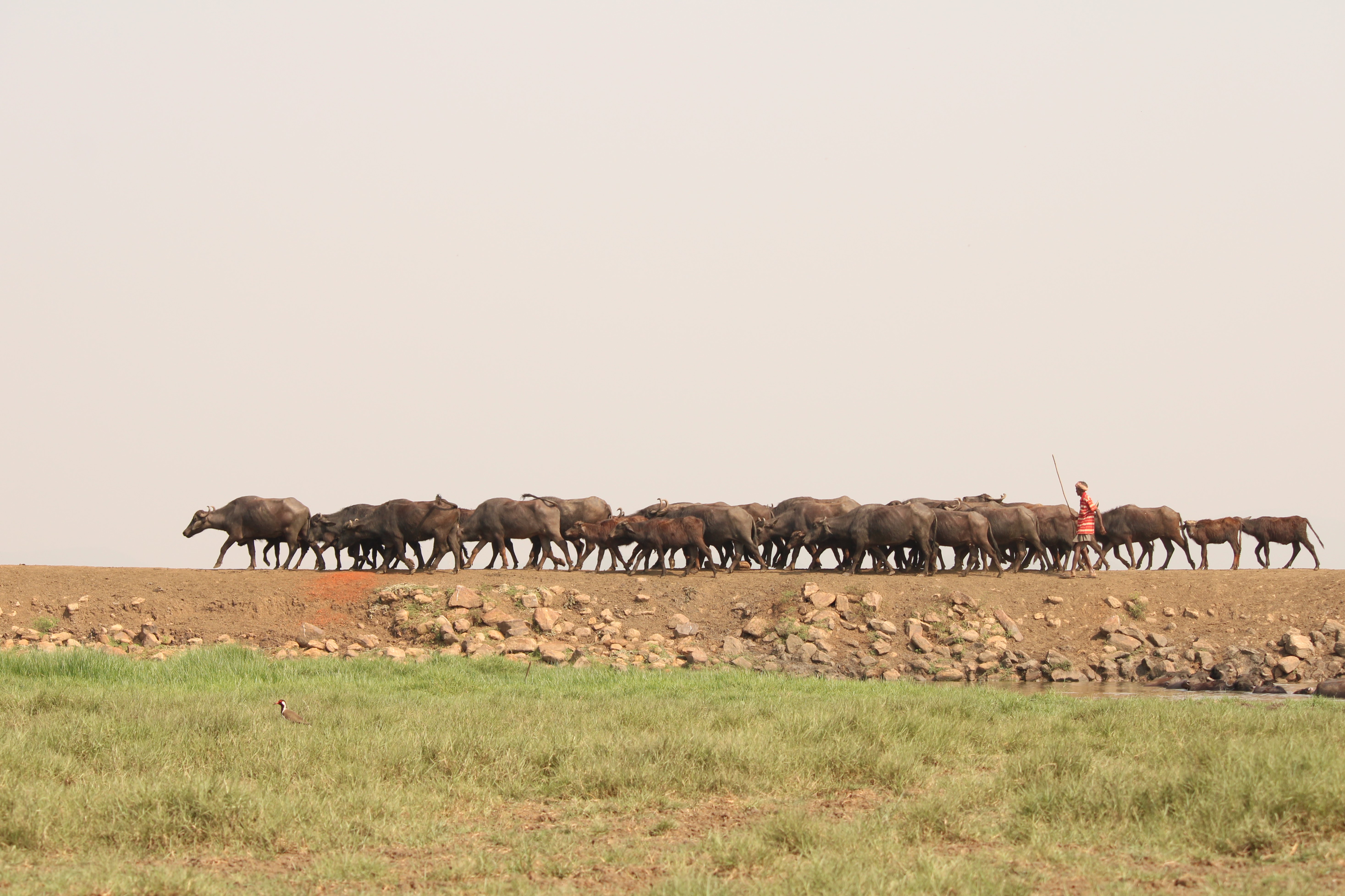 Buffalos returning after a long day, Mangalajodi, Odisha.