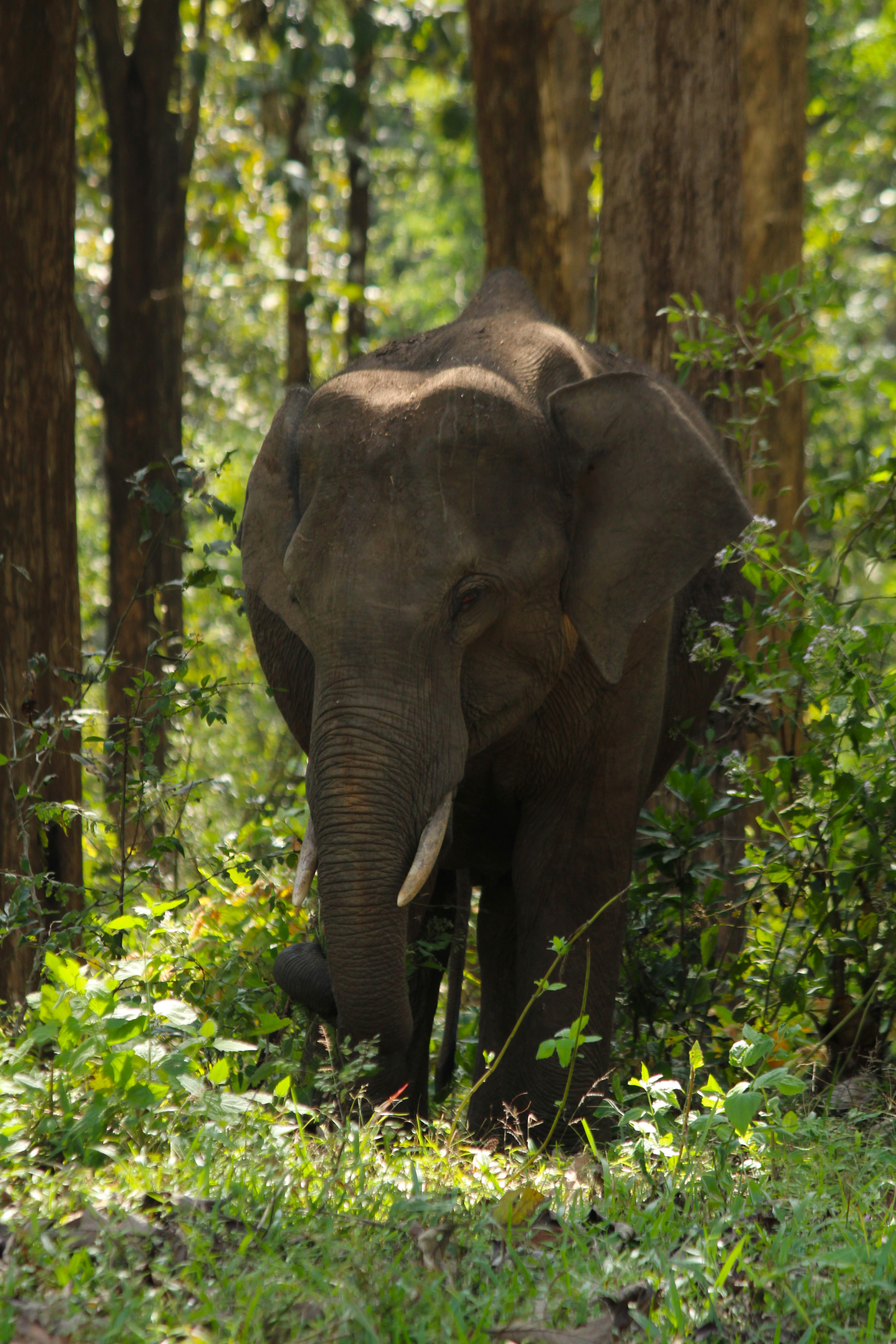 The gentle giant, Parambikulam Tiger Reserve, Kerala.