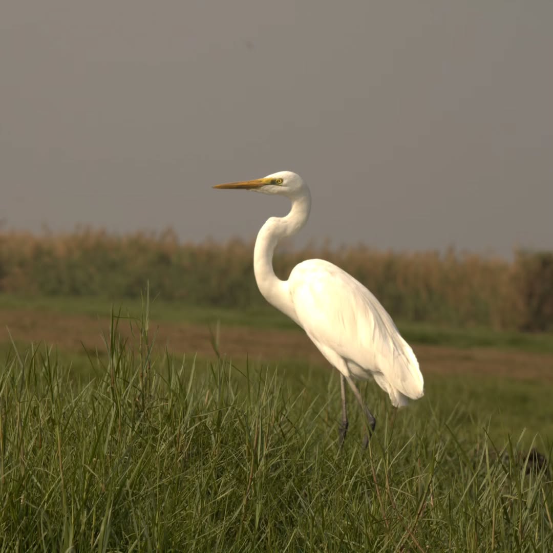 The Great Egret, Mangalajodi, Odisha.