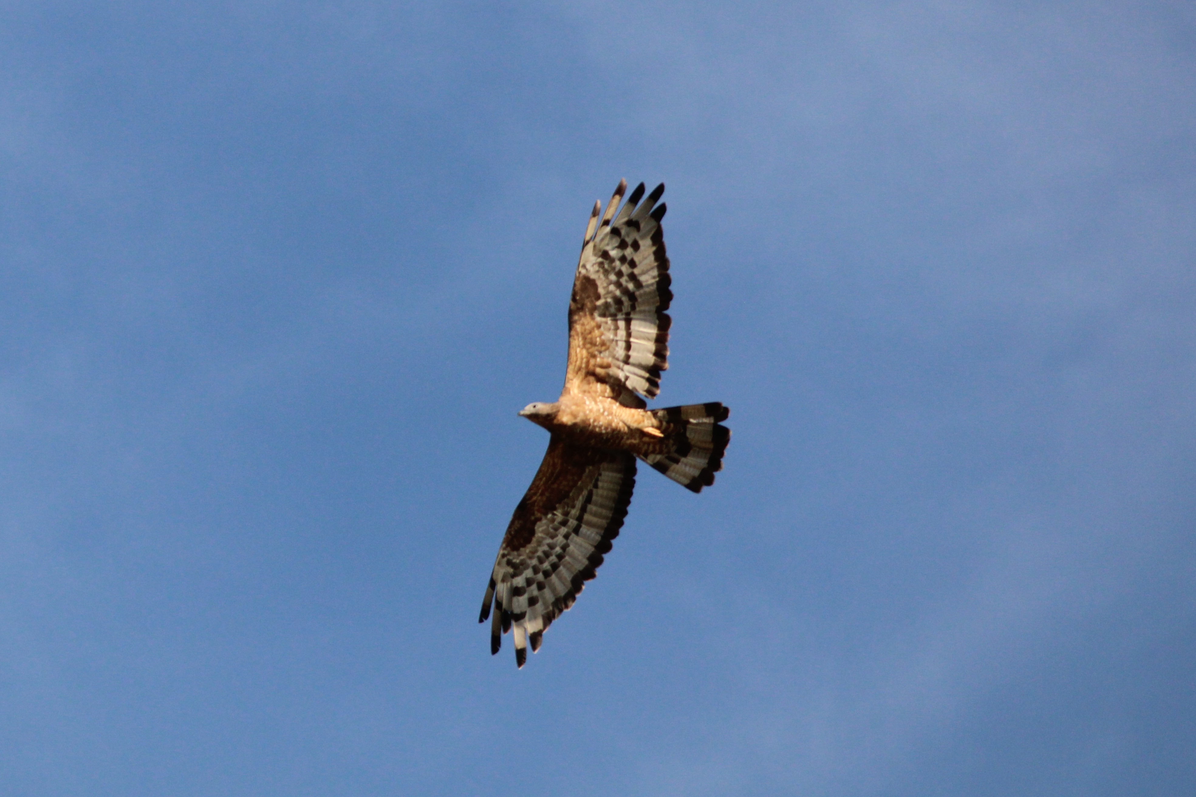 Oriental Honey Buzzard surveying the landscape, Palakkad, Kerala.