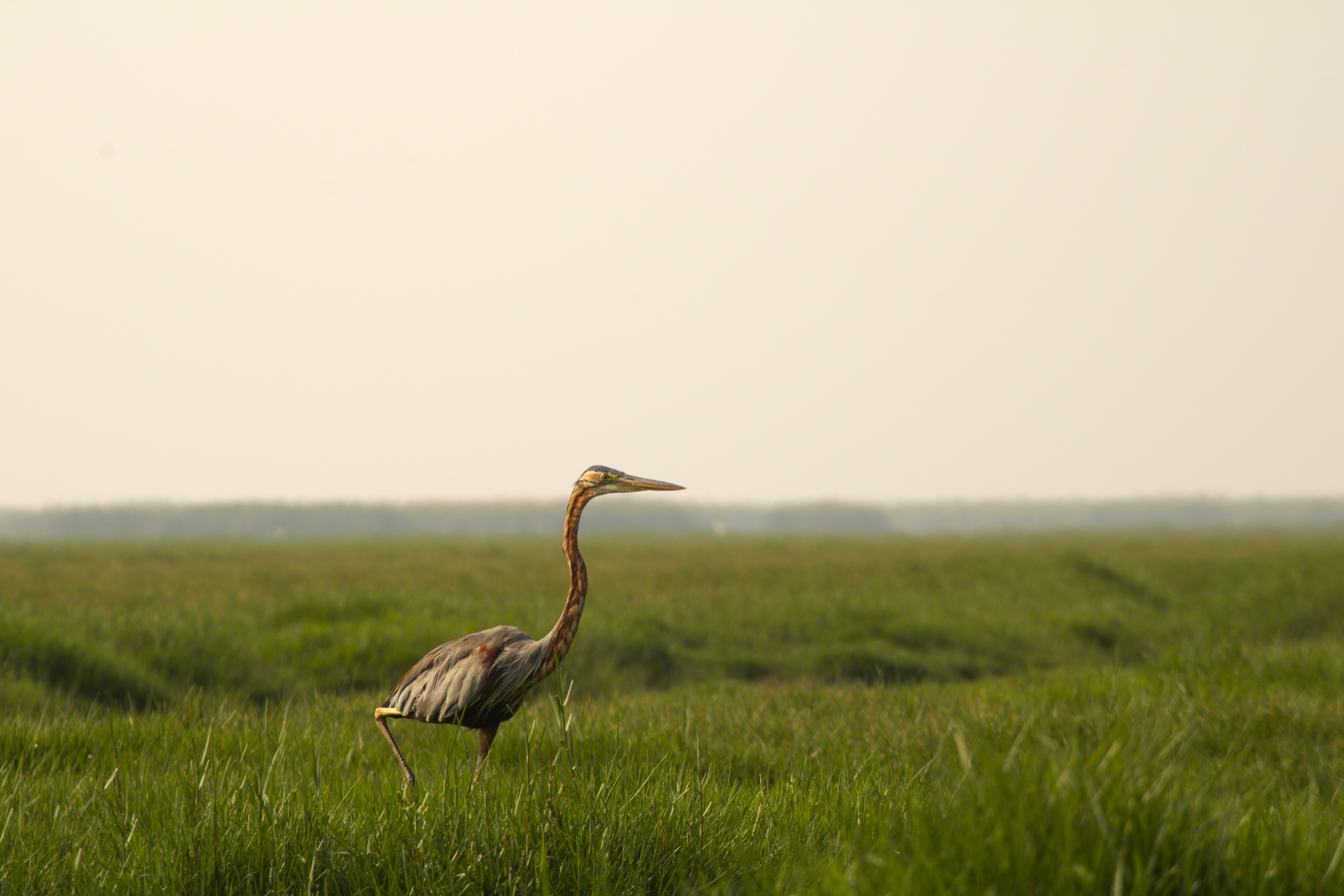 A beautiful Purple Heron, Mangalajodi, Odisha.