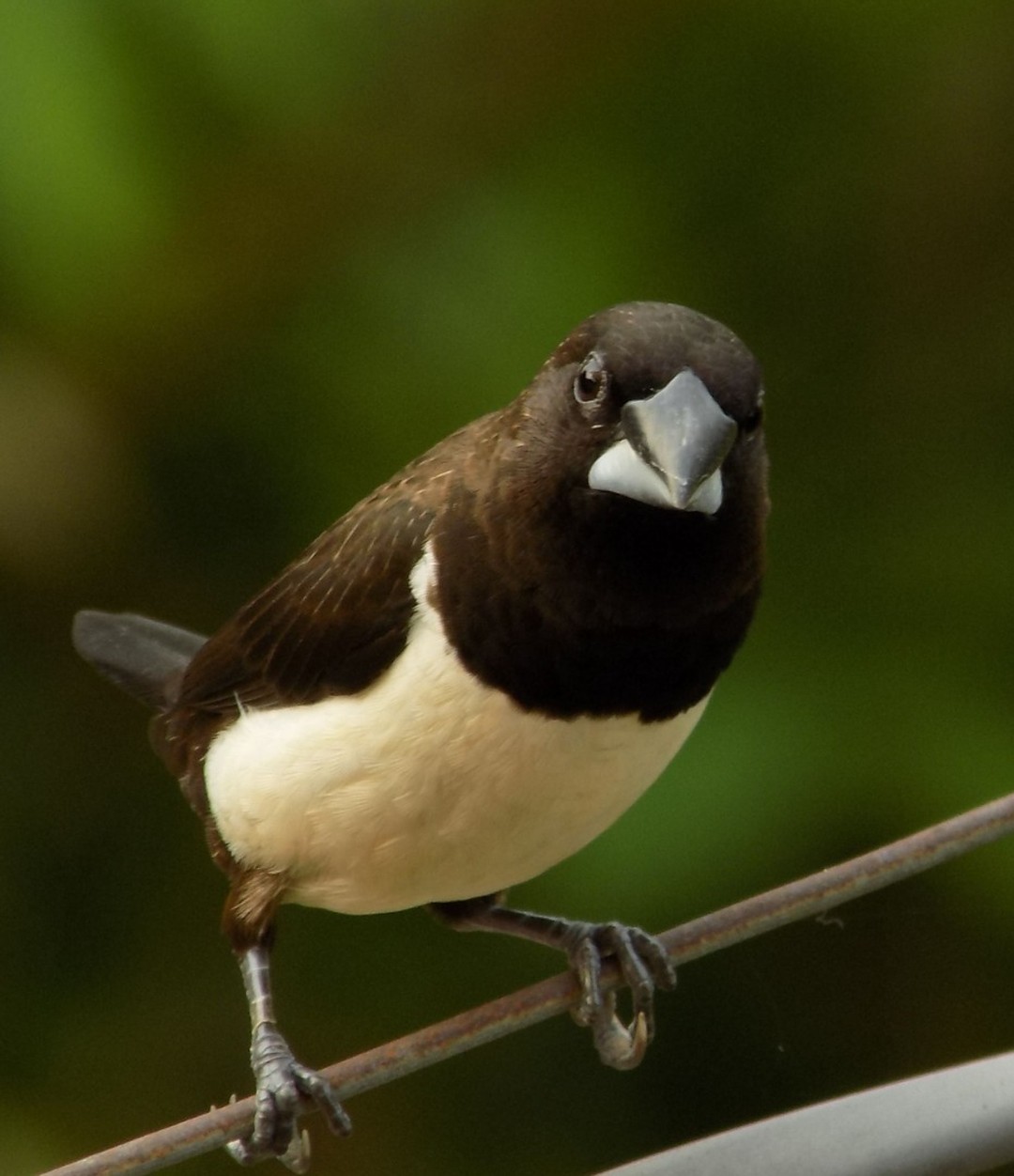 White Rumped Munia, Palakkad, Kerala.