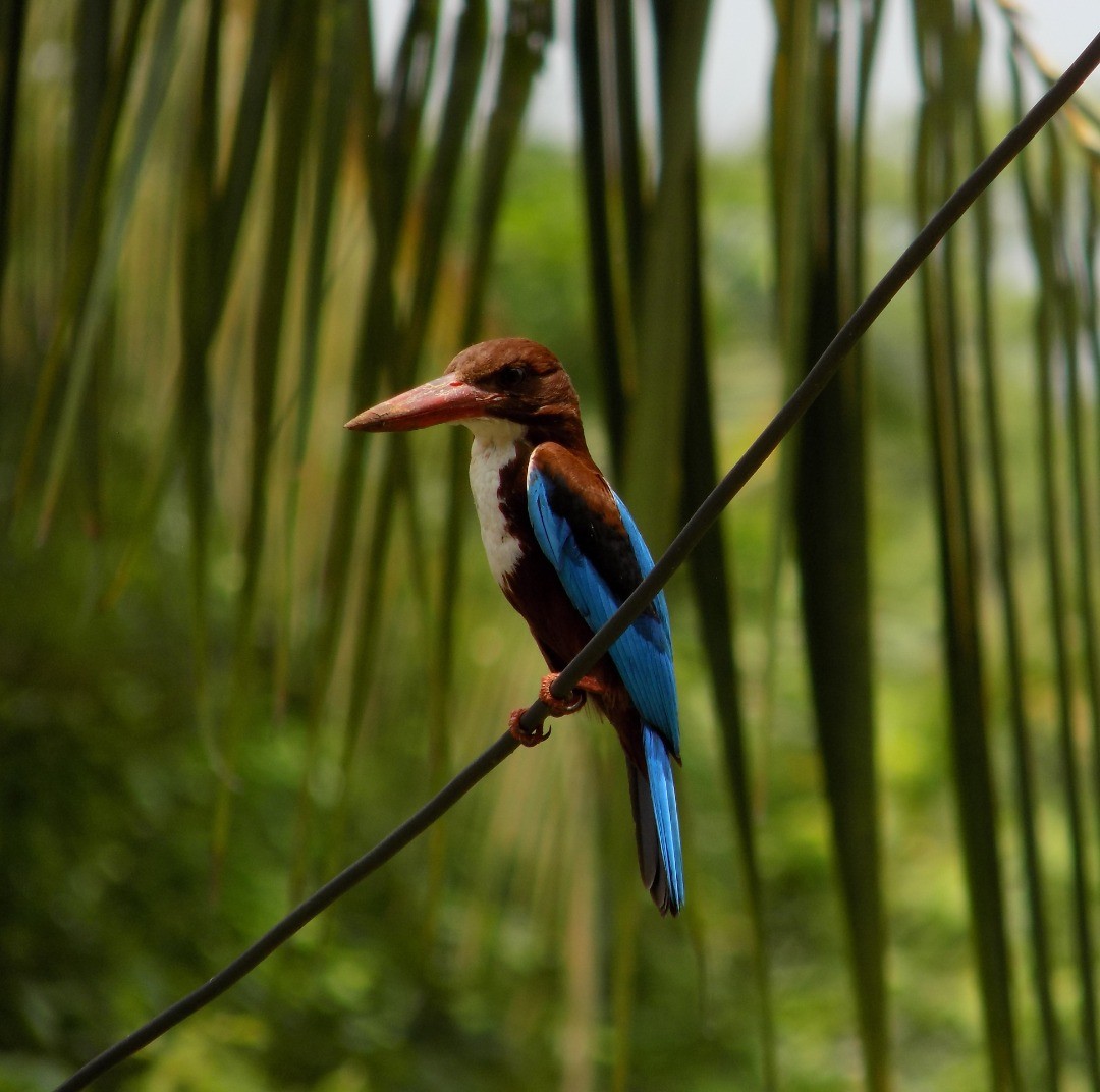 White Throated Kingfisher, Palakkad, Kerala.